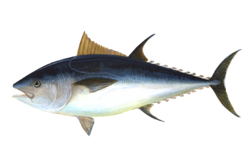 tuna-species