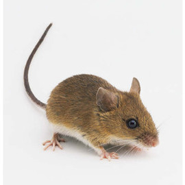 mouse-group-of-species