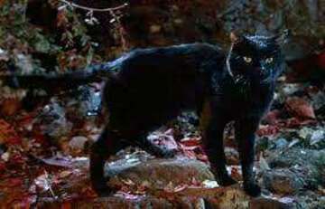 Thackery Binx Hocus Pocus (Character) hobbyDB