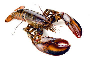 lobster-species