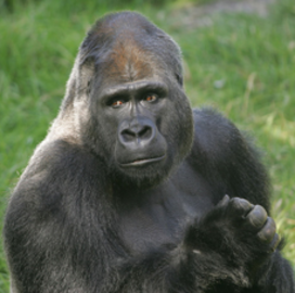 gorilla-species
