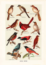 birds-group-of-species