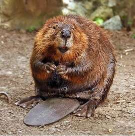 beaver-species-f8eccbea-1145-4eb3-96ee-d21513aee9cd