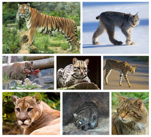 cat-group-of-species