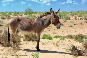 donkey-group-of-species