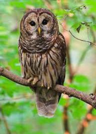 owl-group-of-species