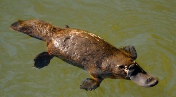 platypus-species