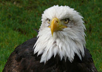 eagle-group-of-species