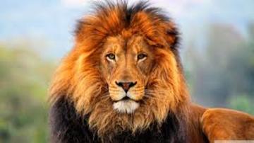 lion-species