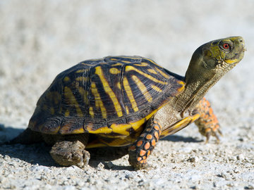 turtle-species
