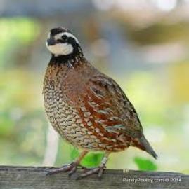 quail-species