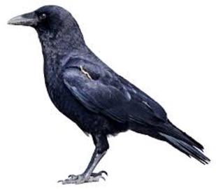 crow-group-of-species