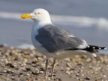 herring-gulls-species