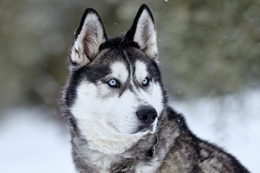 https://images.hobbydb.com/processed_uploads/subject_photo/subject_photo/image/36743/1517892664-14135-0764/Siberian_20Husky_medium.jpg