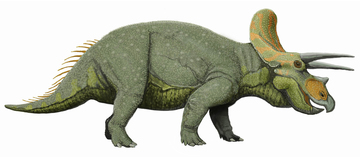 triceratops-species