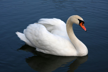 swan-species