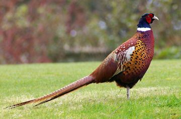 pheasant-species