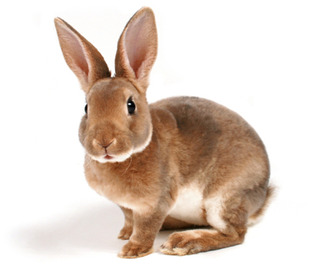rabbits-species