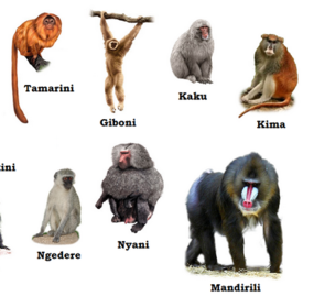 monkey-group-of-species