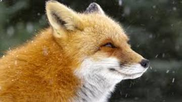 fox-species
