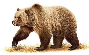 bear-group-of-species