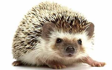 hedgehog-group-of-species