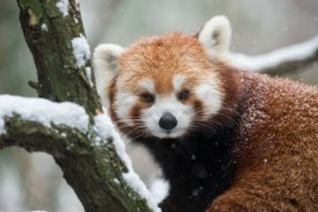 red-panda-species