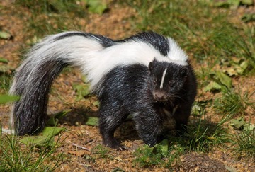 skunk-group-of-species