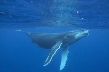 whale-group-of-species