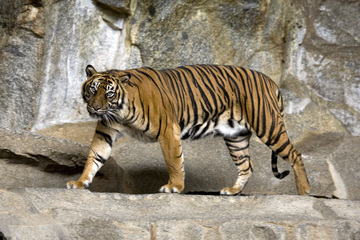 tiger-species