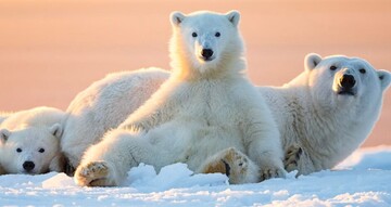 polar-bear-species