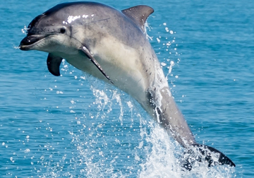 dolphin-group-of-species