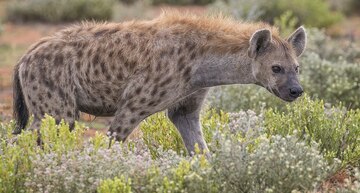 hyena-species