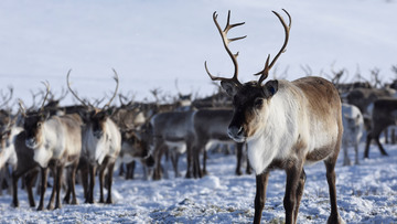 reindeer-species