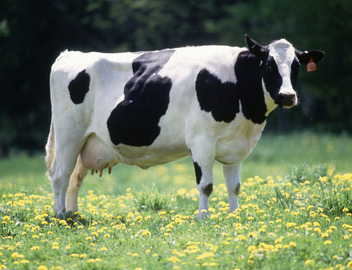 cattle-species
