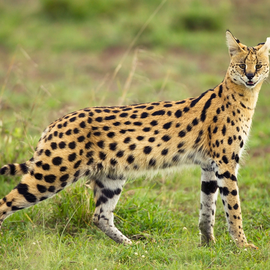 Serval | Species | hobbyDB