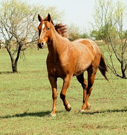 horse-species
