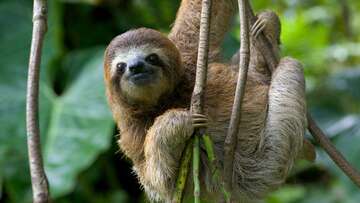 sloth-species