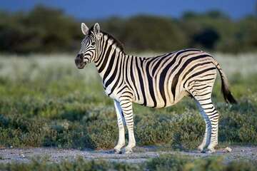 zebra-species