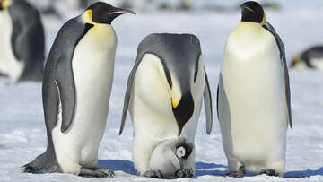 penguin-group-of-species
