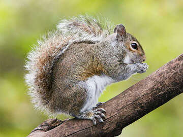 squirrel-species