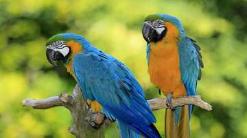 parrots-group-of-species