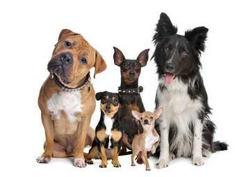 dogs-group-of-species
