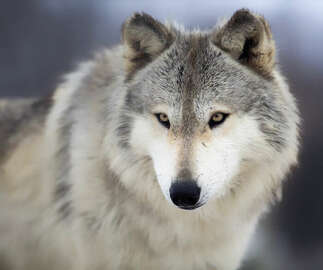 wolf-species