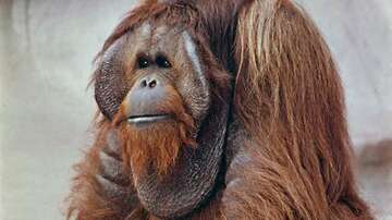 orangutan-species