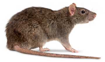 rat-species