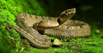snake-group-of-species