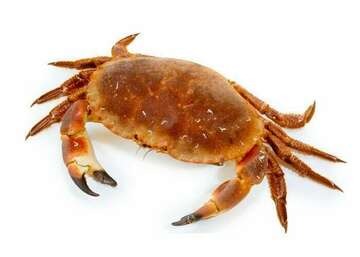 crabs-group-of-species