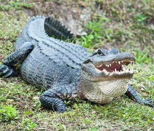 alligators-group-of-species