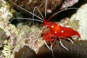 shrimp-group-of-species